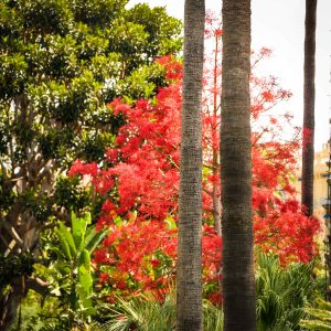 Balade-Botanique - vignette 1-compressed